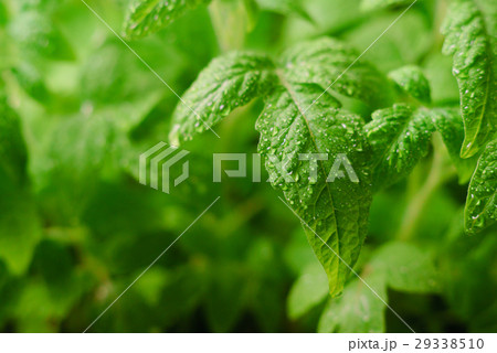 Seedling tomato on a black background Seedling tomato on a black background 29338510