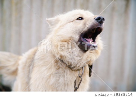 A dog on a chain 29338514