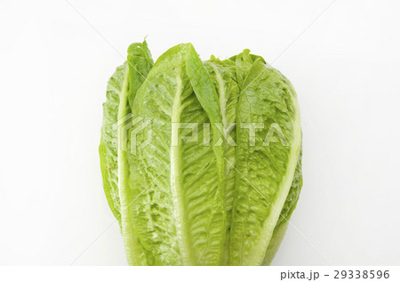 ロメインレタス 29338596