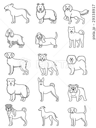 犬の種類 中型犬 線画のイラスト素材