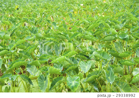 田芋(ターンム)畑 田芋(ターンム)畑 29338992