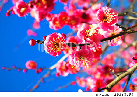 八重寒紅(梅の花) 八重寒紅(梅の花) 29338994