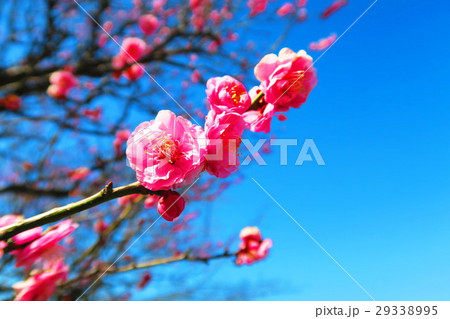 八重寒紅(梅の花) 八重寒紅(梅の花) 29338995