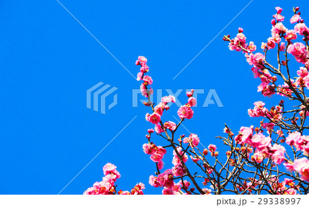 八重寒紅（梅の花） 29338997