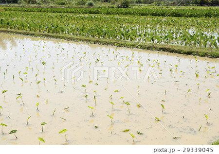 田芋（ターンム）畑 29339045