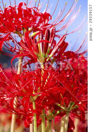 曼珠沙華 29339157