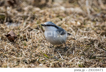 ゴジュウカラ ゴジュウカラ 29339471