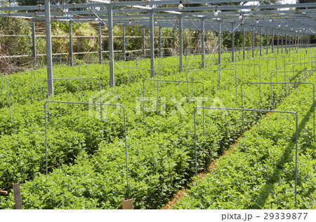 電照菊 電照菊 29339877