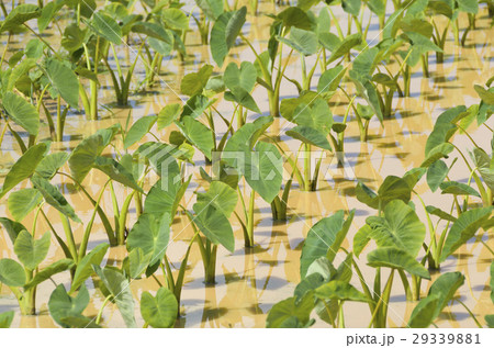 田芋（ターンム）畑 29339881