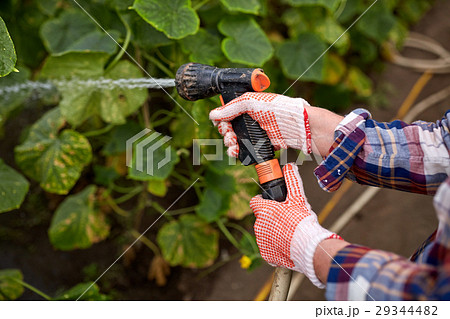 farmer with garden hose watering at greenhouse farmer with garden hose watering at greenhouse 29344482