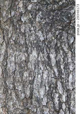 リュウキュウマツの樹皮 リュウキュウマツの樹皮 29348173