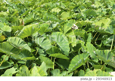 田芋(ターンム)畑 田芋(ターンム)畑 29348913