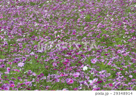 コスモス 29348914
