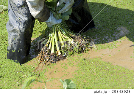 田芋の収穫作業 29348923