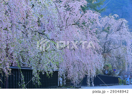 枝垂れ桜と武家屋敷 枝垂れ桜と武家屋敷 29348942