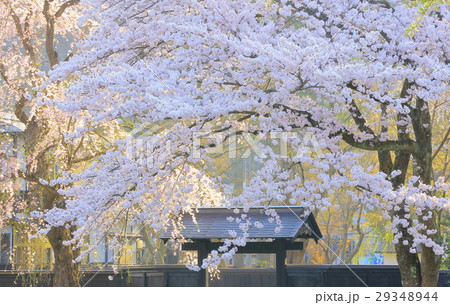 枝垂れ桜と武家屋敷 29348944