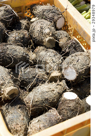 田芋の収穫 29348979