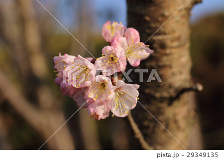 サクランボ 佐藤錦 の花の写真素材