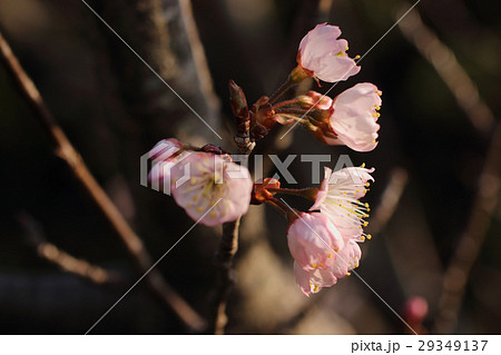 サクランボ 佐藤錦 の花の写真素材