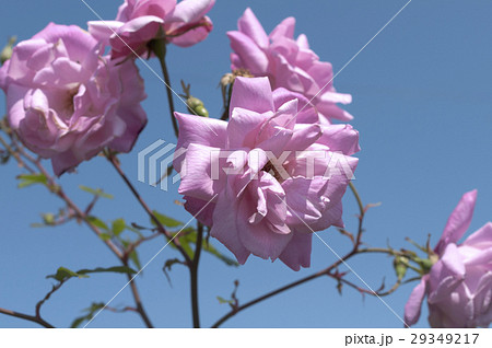 チャイナローズ、コウシンバラ 29349217