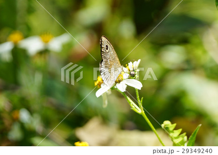 生きる 暮らす ライブ 29349240