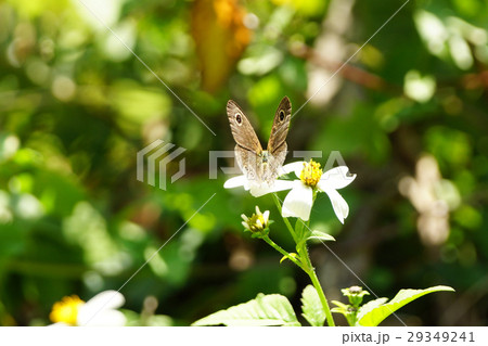 蝶 チョウ 蝴蝶 29349241