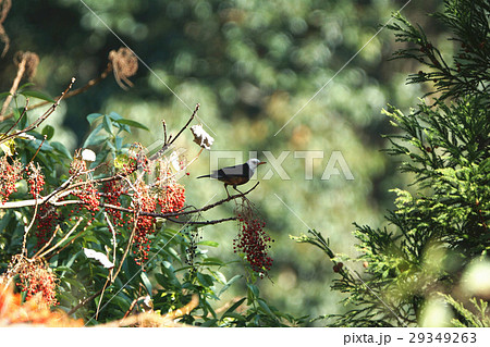 イイギリ 飯桐 いいぎり 29349263