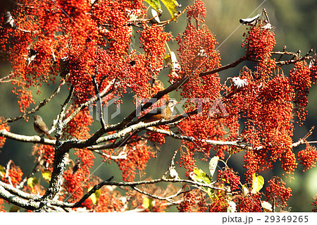 イイギリ 飯桐 いいぎり 29349265