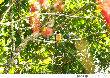 イイギリ 飯桐 いいぎり 29349270