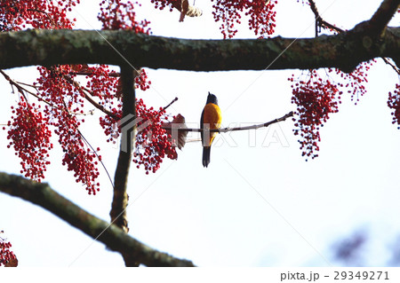 イイギリ 飯桐 いいぎり 29349271