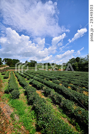 ティー 紅茶 茶 29349303