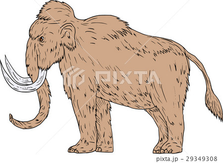 Woolly Mammoth Side Drawing Woolly Mammoth Side Drawing 29349308