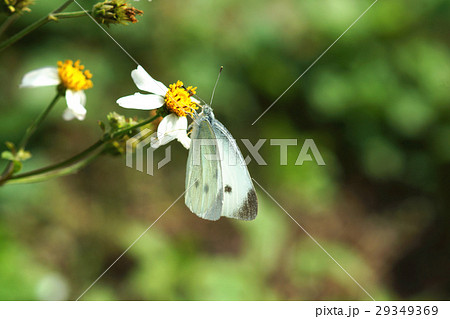 蝶 チョウ 蝴蝶 29349369