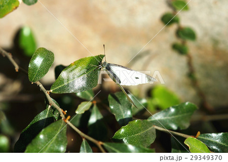 蝶 チョウ 蝴蝶 29349370
