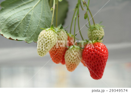 苺狩り 29349574