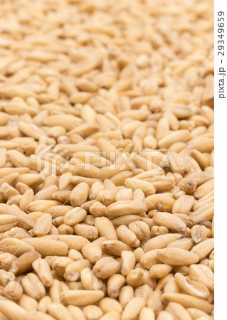 オートグローツ（ホールオーツ）: Whole oats 29349659