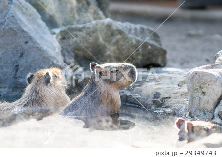 カピバラ 29349743