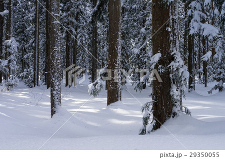 雪化粧したいもり池周辺 29350055