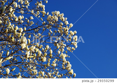 花木の開花と青い空　弥生三月 春の訪れ　左寄せ　先端にフォーカス 29350299