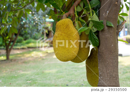 Young jackfruit on the tree on natural background Young jackfruit on the tree on natural background 29350500