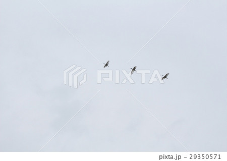 鳥 ハエ 飛行 29350571