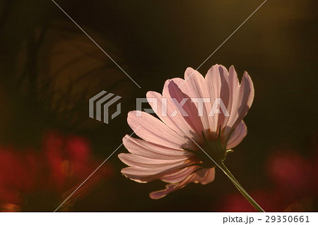 コスモス (センセーション) その50。 Cosmos flower 29350661