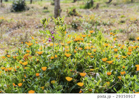 休耕地の春の野の花 休耕地の春の野の花 29350917