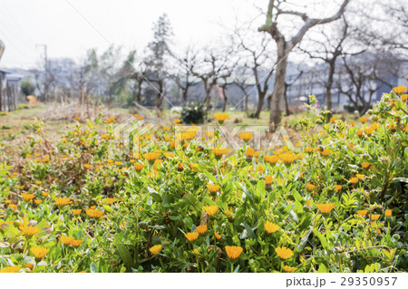休耕地の春の野の花 29350957