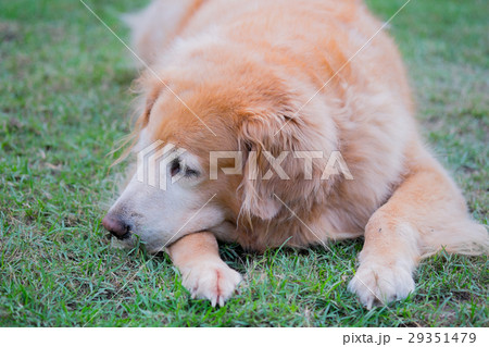 Golden retriever dog croughing on the grass Golden retriever dog croughing on the grass 29351479