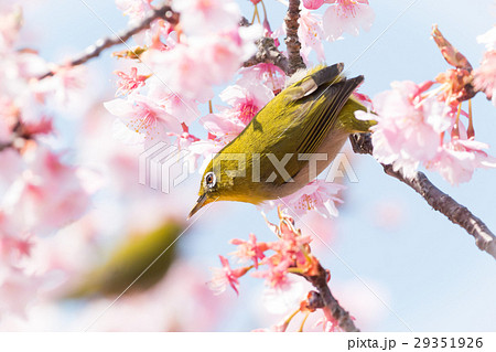 河津桜とメジロ 29351926
