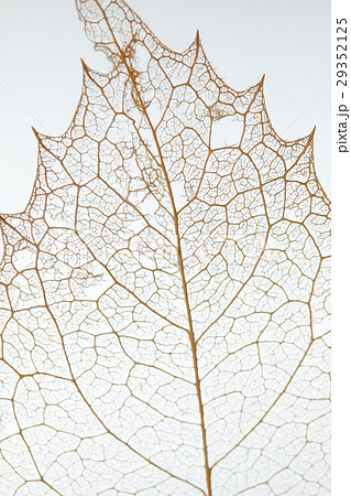 葉脈標本 葉脈標本 29352125