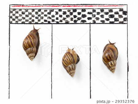 Competitive Snail Racing 29352376
