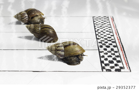 Competitive Snail Racing Competitive Snail Racing 29352377