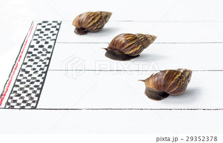 Competitive Snail Racing Competitive Snail Racing 29352378